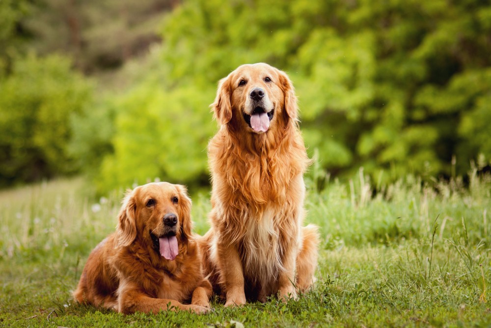 Golden Retriever